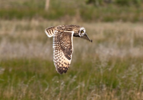 listen to Short-eared Owl wing clap