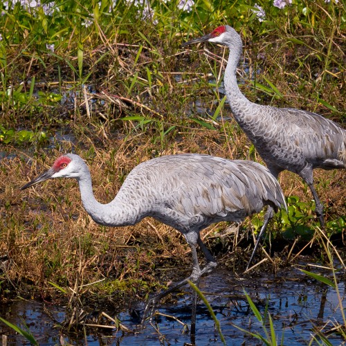 listen to Sandhill crane