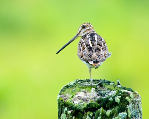 listen to Wilson's Snipe in flight