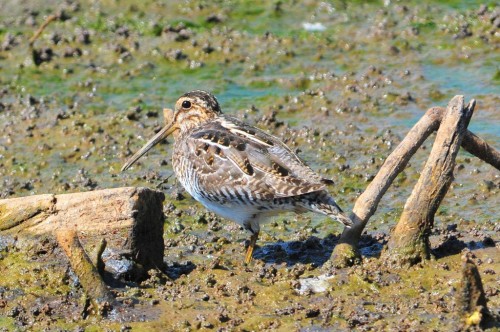 listen to Wilson's Snipe and Boreal Chorus Frog