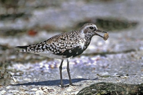 listen to Gray Plover