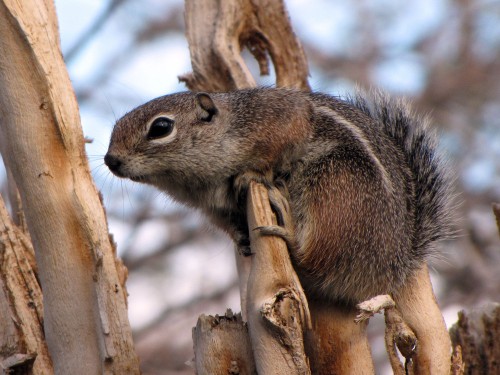 listen to Harris's Antelope Squirrel (captive)