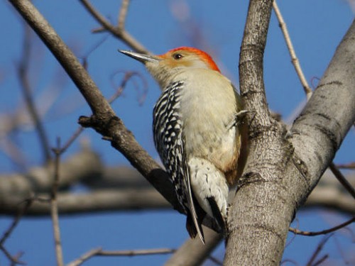 listen to Red-bellied Woodpecker