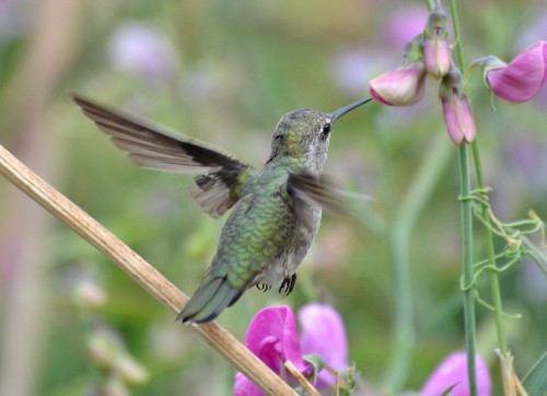 listen to Anna's Hummingbird song