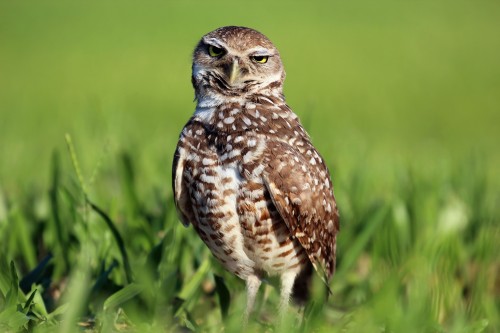 listen to Burrowing Owl