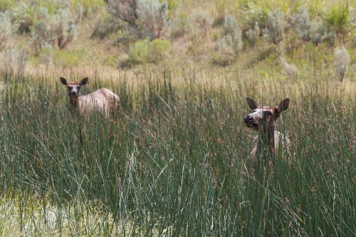 listen to American Elk, Grand Canyon National Park