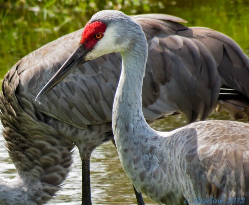 listen to Sandhill Crane and geese, Hayden Valley, Yellowstone National Park