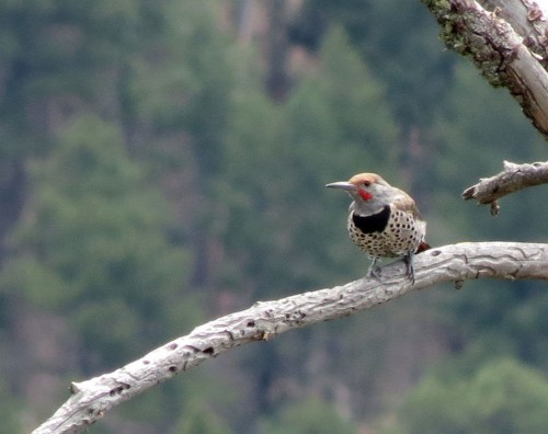 listen to Gilded Flicker