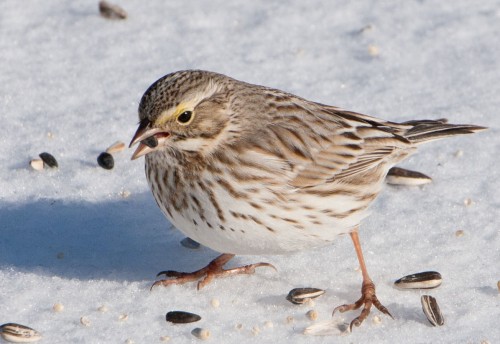 listen to Savannah Sparrow