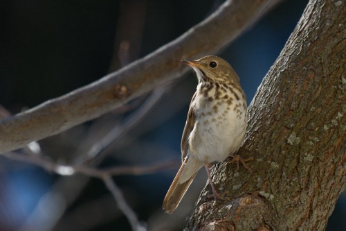 listen to Hermit Thrush song, Yosemite National Park