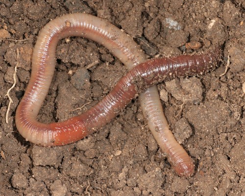 listen to Earthworms airborne sounds