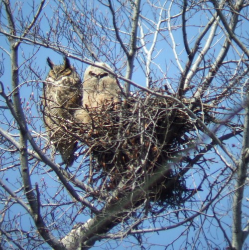 listen to Great Horned Owl juvenile and adult (extended)