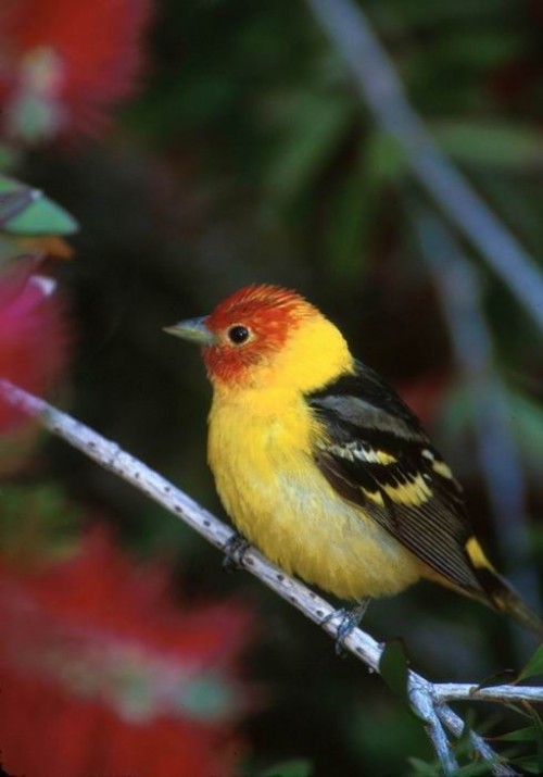 listen to Western Tanager, Black-capped chickadee, and Spotted Towhee