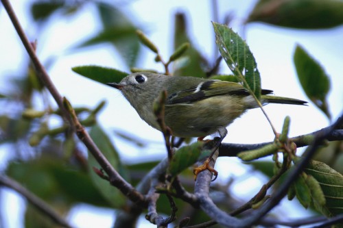 listen to Ruby-crowned Kinglet