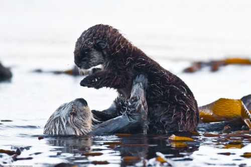 listen to Sea otter pup screams (0002335)