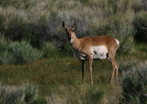 listen to Pronghorn
