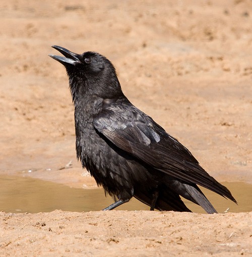 listen to Corvid (possible jay or crow), Yosemite National Park