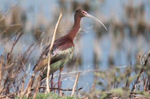 listen to White-faced Ibis, Snowy Egret, and Forster's tern (0001399)