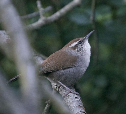 listen to Bewick's Wren