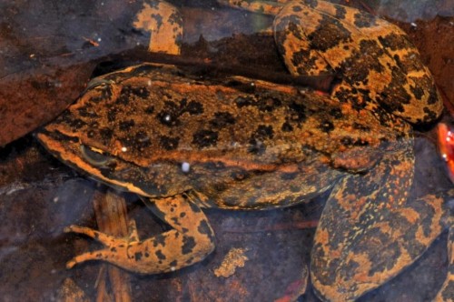 listen to Columbia Spotted Frog