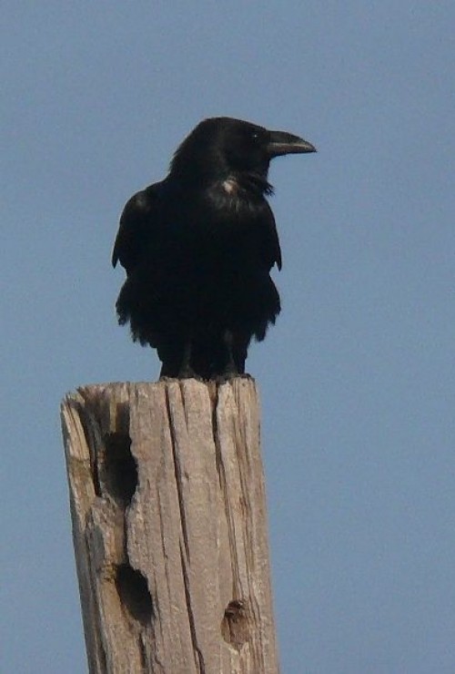 listen to White-necked Raven