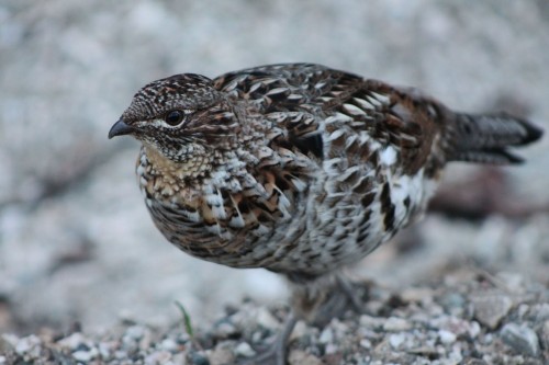 listen to Ruffed Grouse flying