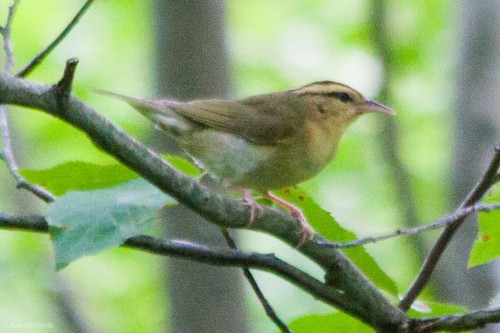 listen to Worm-eating Warbler