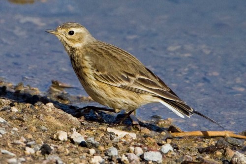 listen to American Pipit calls