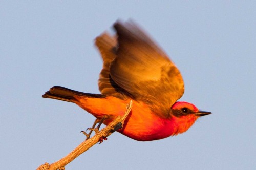 listen to Vermilion Flycatcher