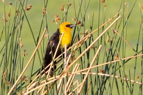 listen to Yellow-headed Blackbird