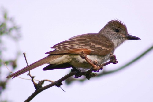 listen to Ash-throated Flycatcher