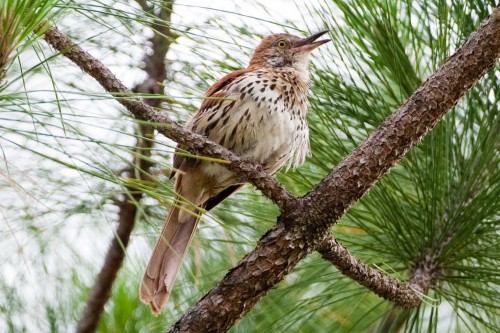 listen to Brown Thrasher