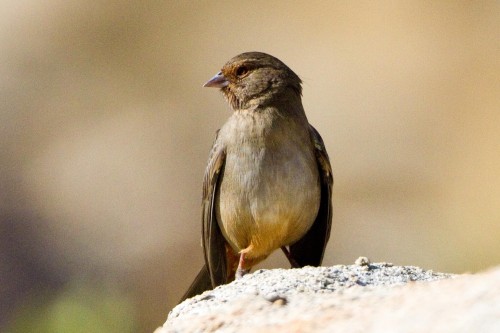 listen to California Towhee