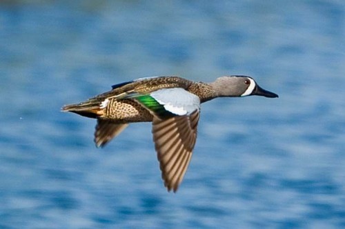 listen to Blue-winged Teal