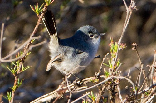 listen to California Gnatcatcher