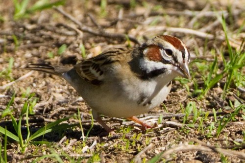 listen to Lark Sparrow