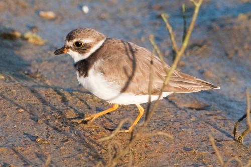 listen to Semipalmated Plover