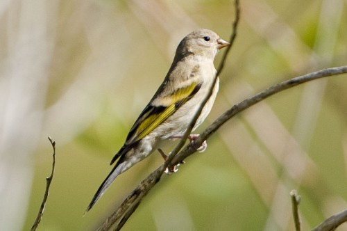 listen to Lawrence's Goldfinch