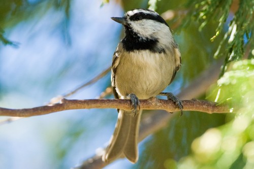 listen to Nebo Bench Trail (Utah) birdsong (0001549)