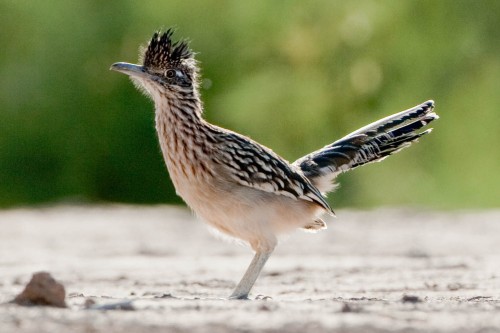 listen to Greater Roadrunner