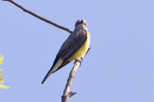 listen to Western Kingbirds in Range Creek Canyon (Utah)