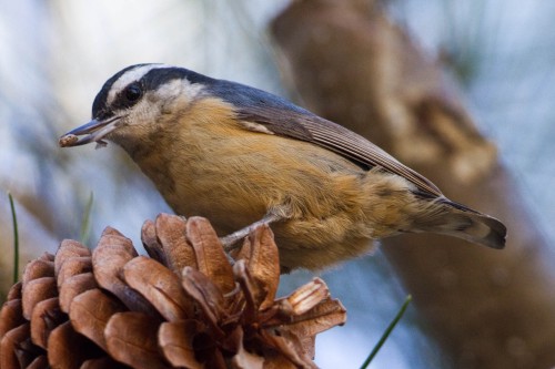 listen to Uinta National Forest (Utah) birdsong