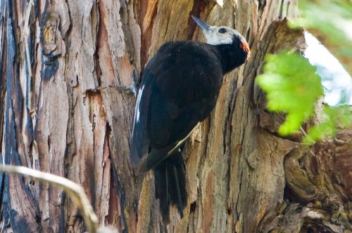 listen to White-headed Woodpecker