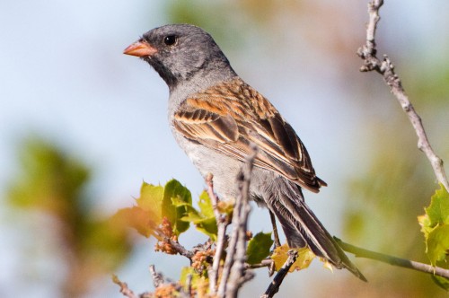 listen to Black-chinned Sparrow