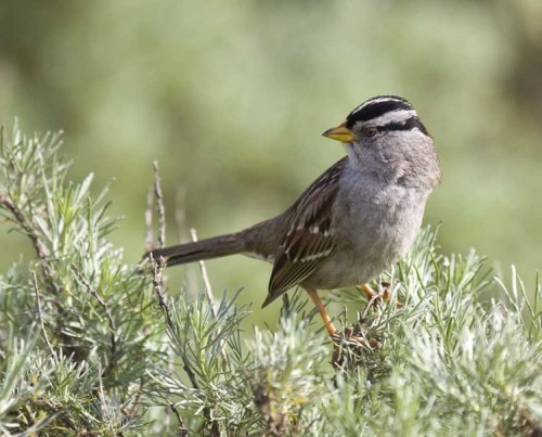 listen to Nebo Bench Trail (Utah) birdsong