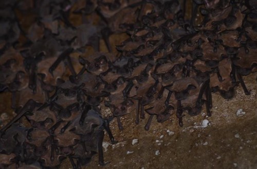 listen to Mexican Free-tailed Bat