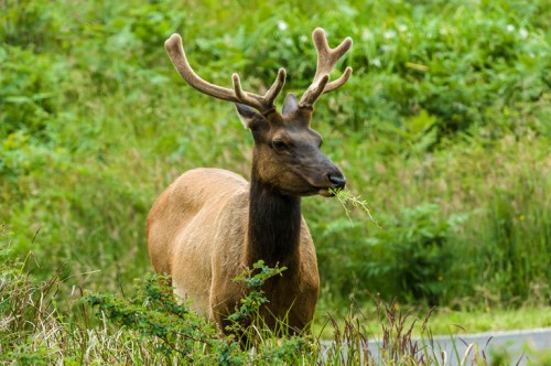 listen to Elk