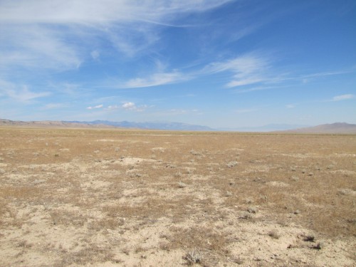 listen to Prairie dogs alarm call