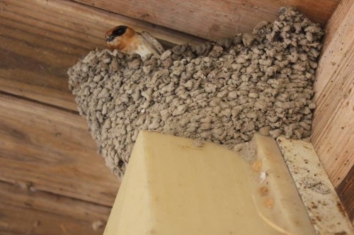 listen to Cave Swallow