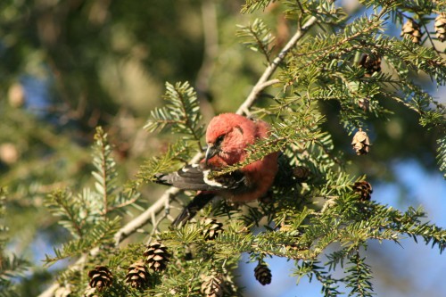 listen to White-winged Crossbill